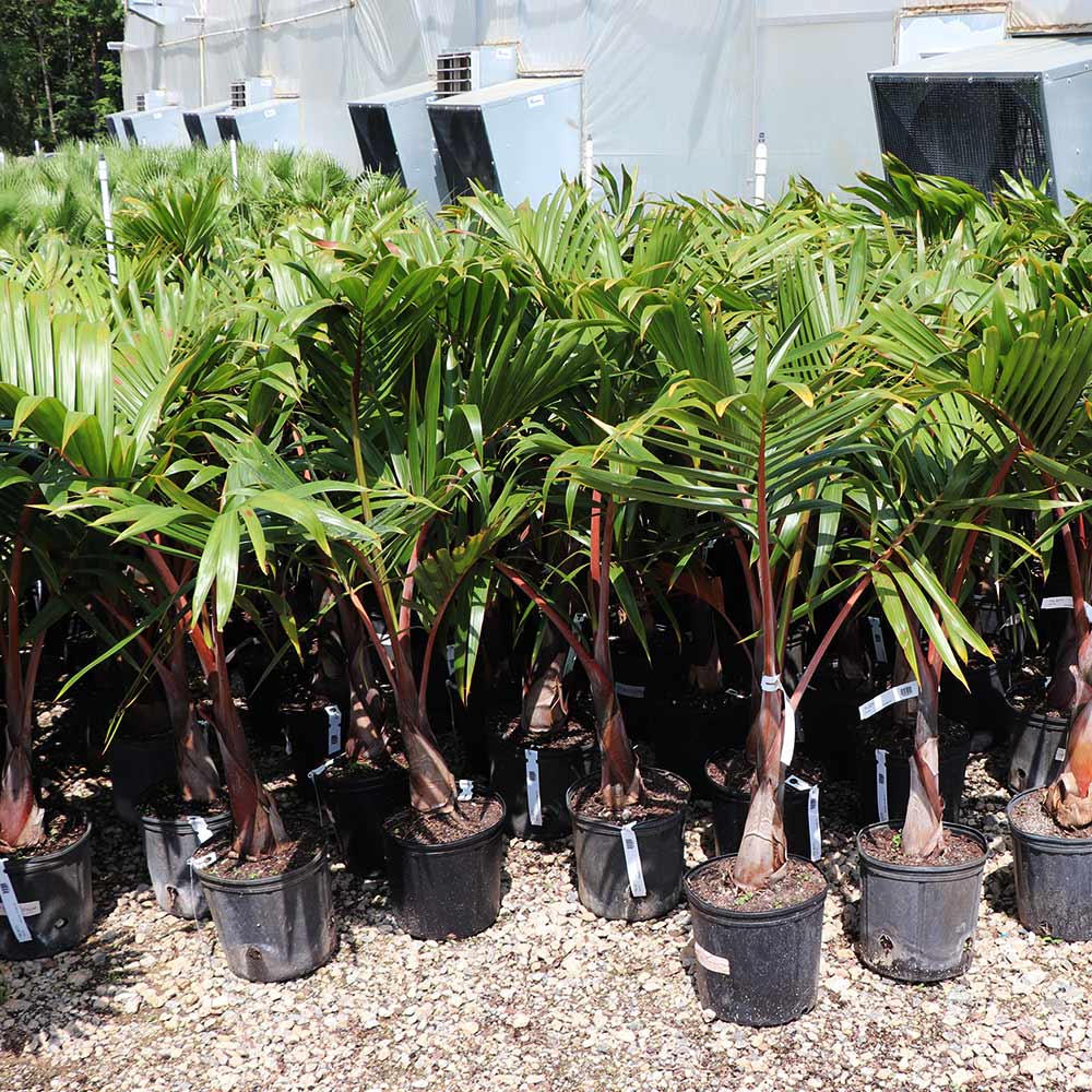 Bottle Palm Tree - Image 4