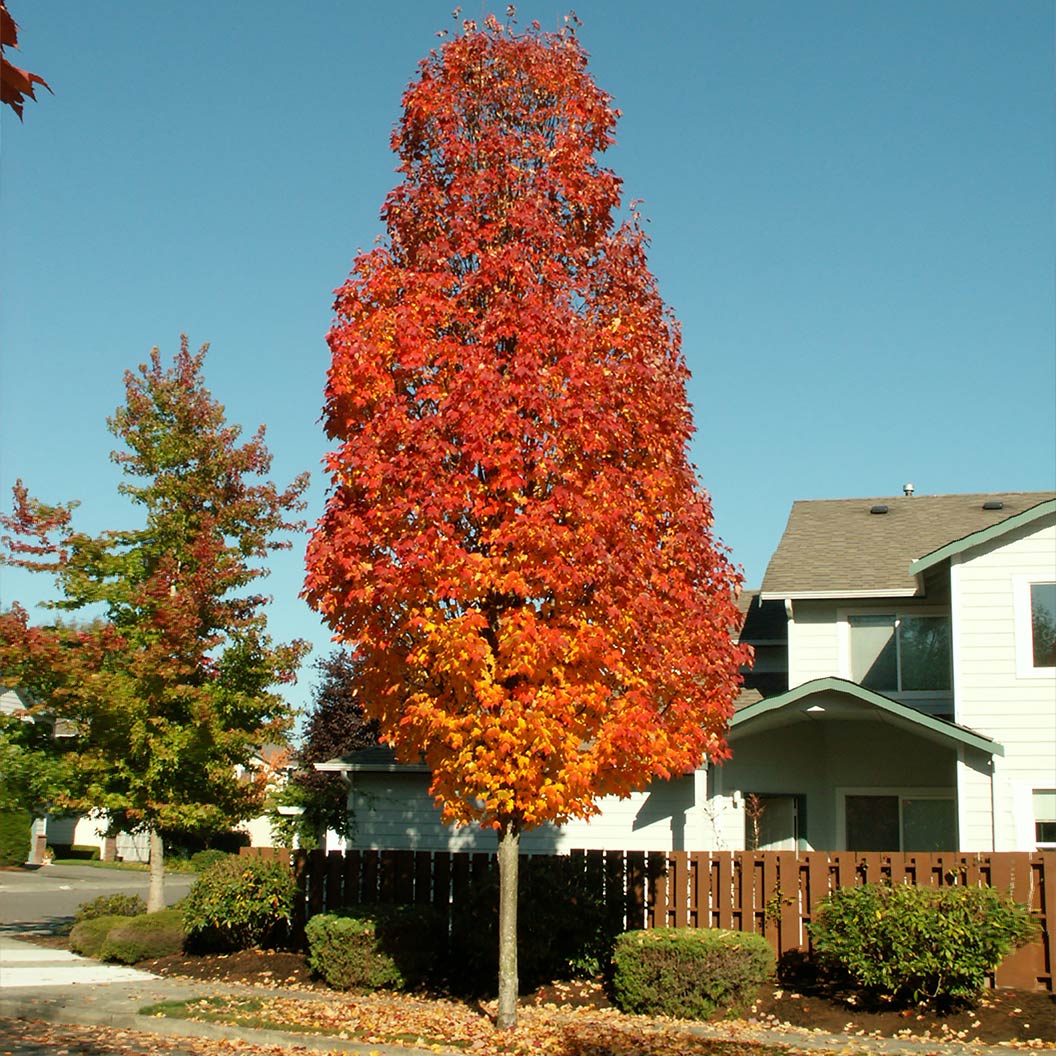 Bowhall Red Maple Tree - Image 2