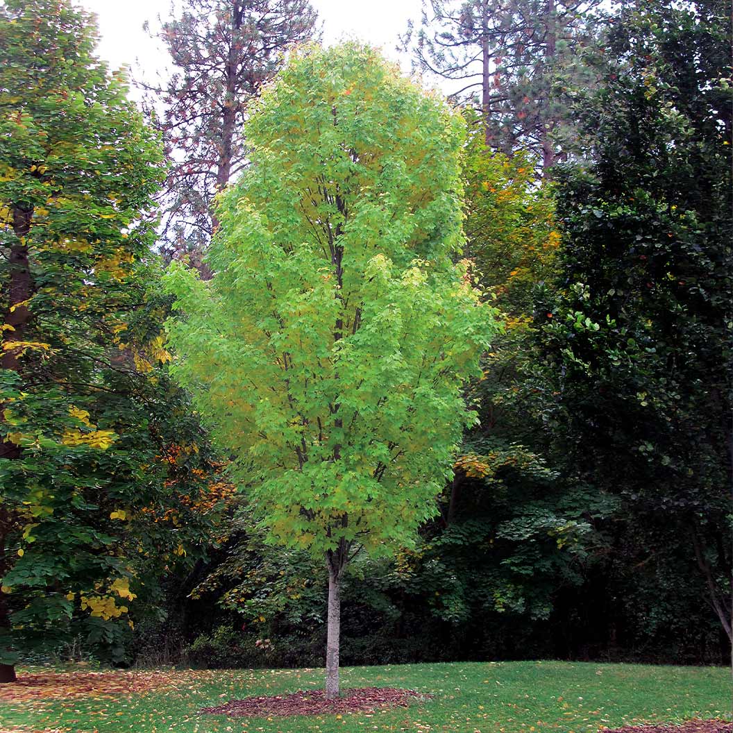 Bowhall Red Maple Tree - Image 3