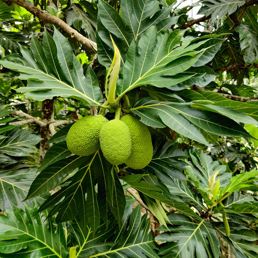 Breadfruit Tree - Image 2
