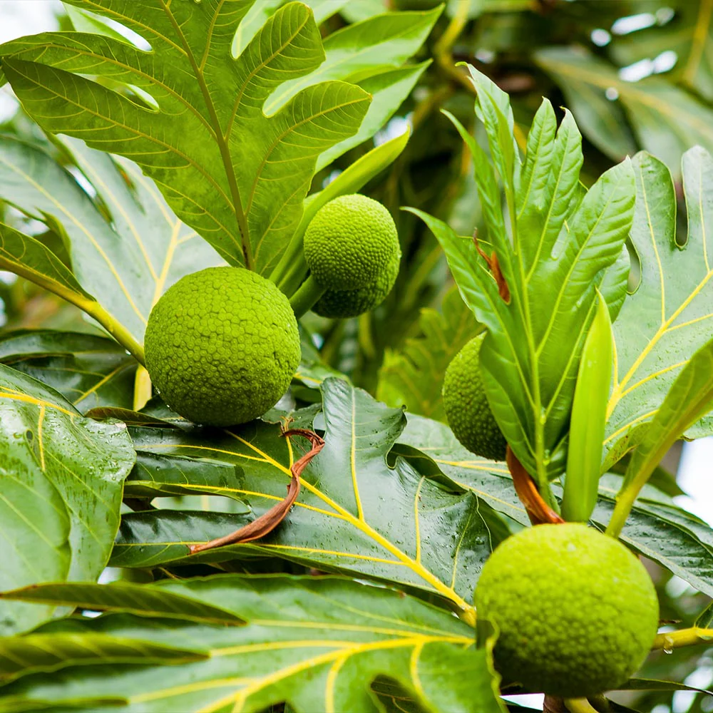 Breadfruit Tree - Image 3