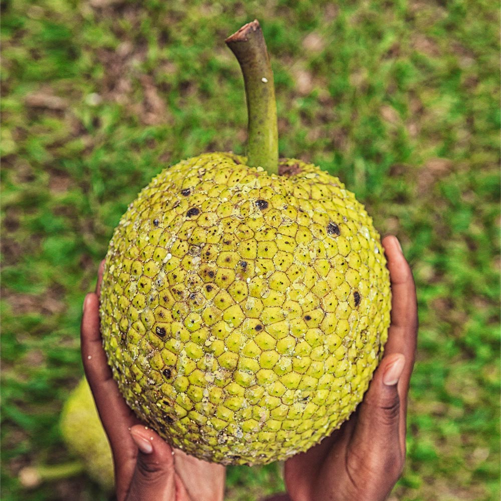 Breadfruit Tree - Image 6