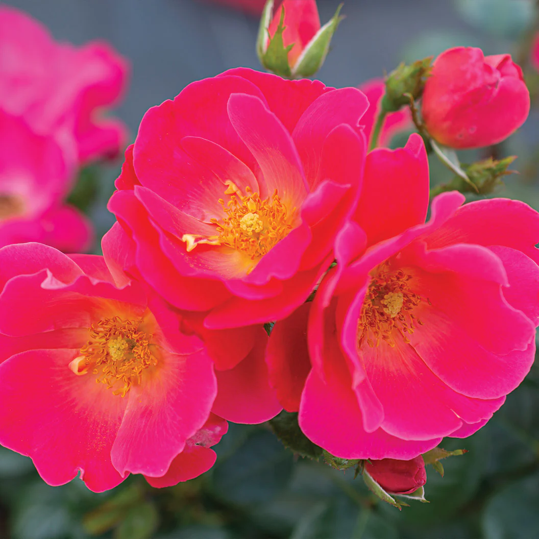 Bloomables® Brick House® Pink Rose - Image 2