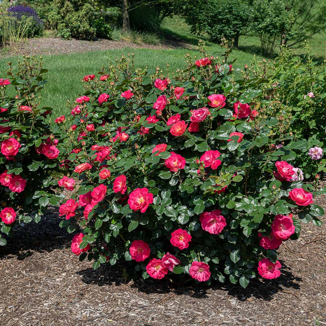 Bloomables® Brick House® Pink Rose - Image 3