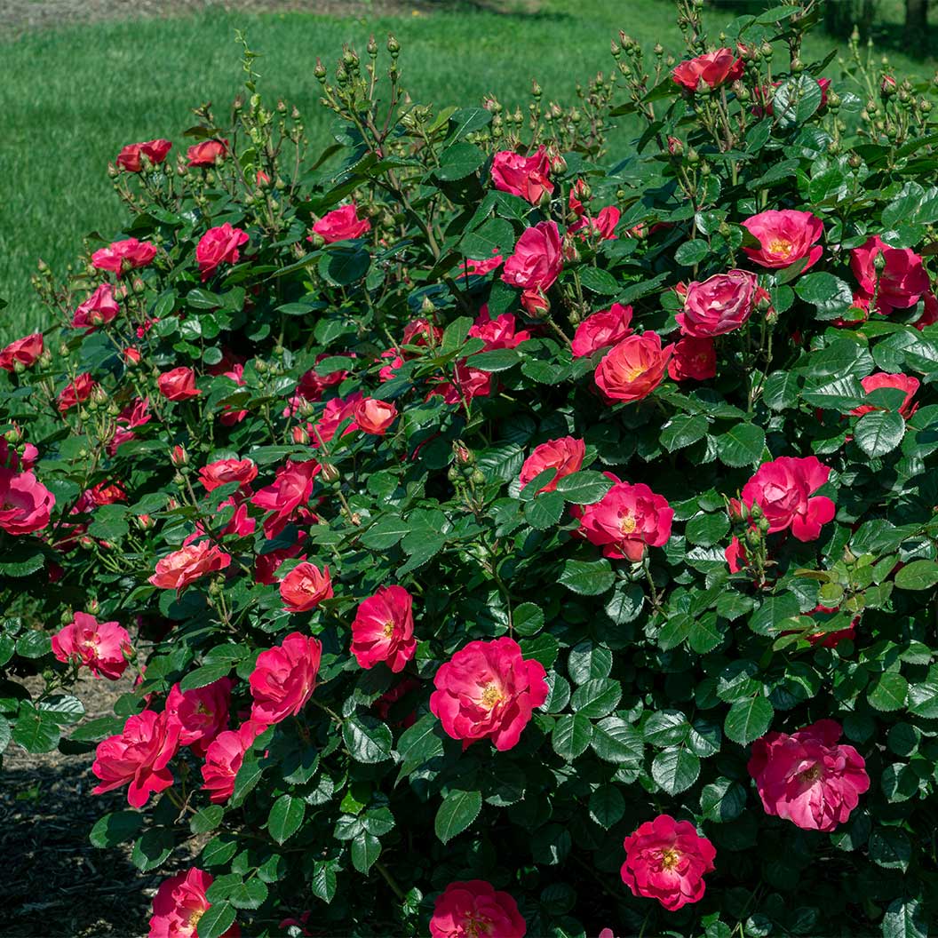 Bloomables® Brick House® Pink Rose - Image 4