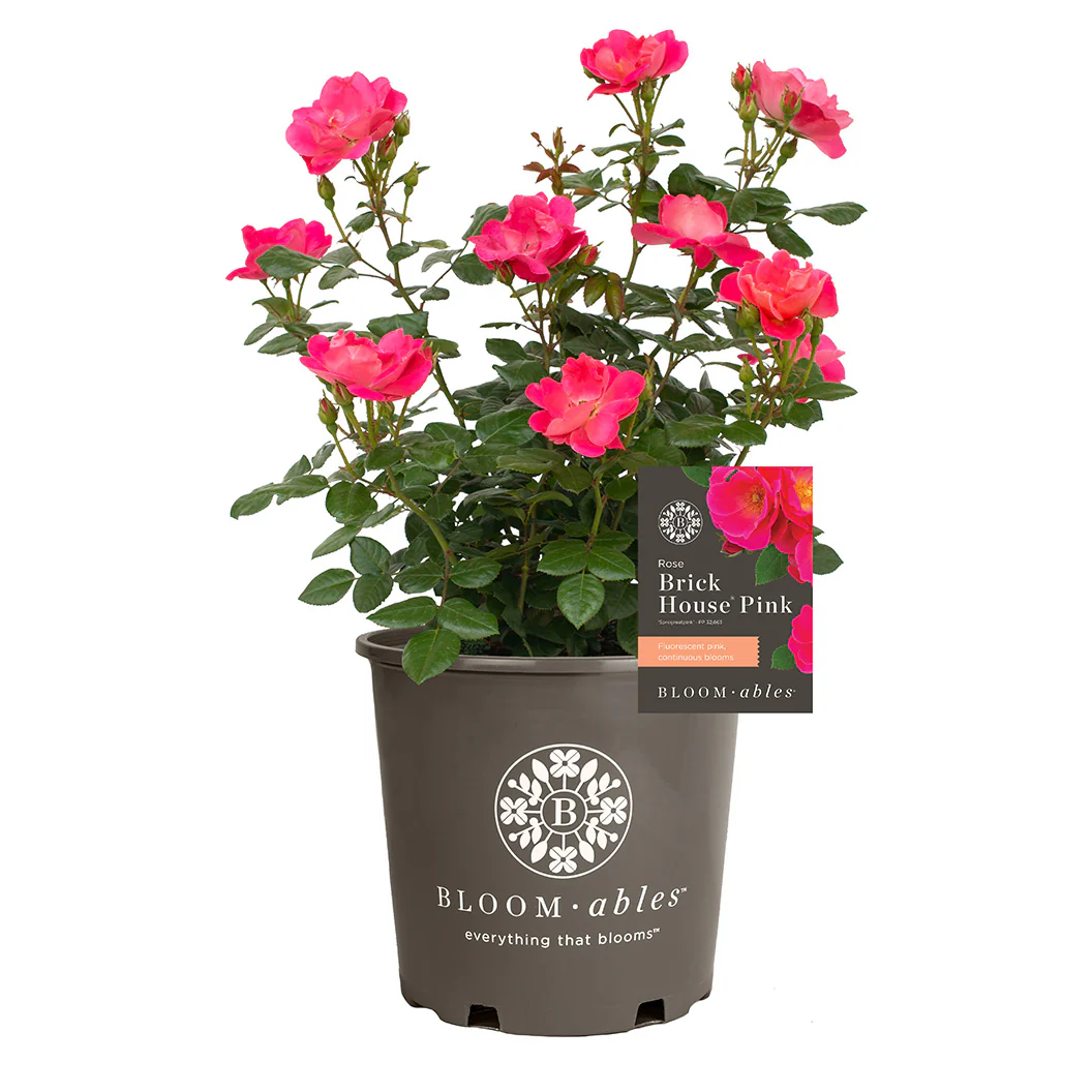 Bloomables® Brick House® Pink Rose - Image 5