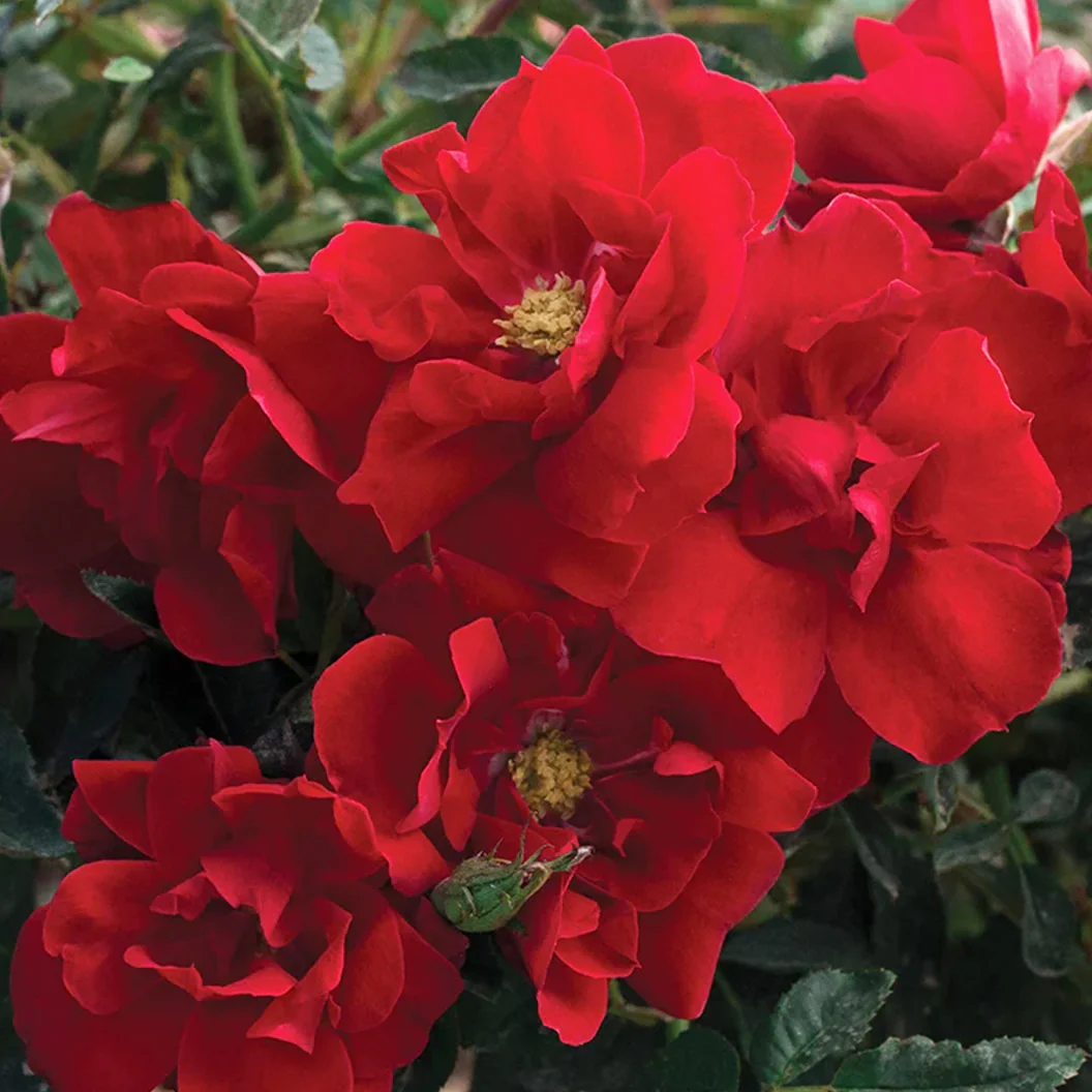 Bloomables® Brick House® Red Rose - Image 2