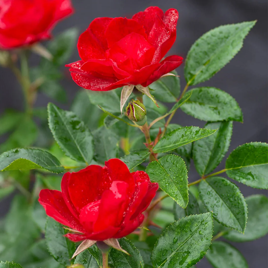 Bloomables® Brick House® Red Rose - Image 3