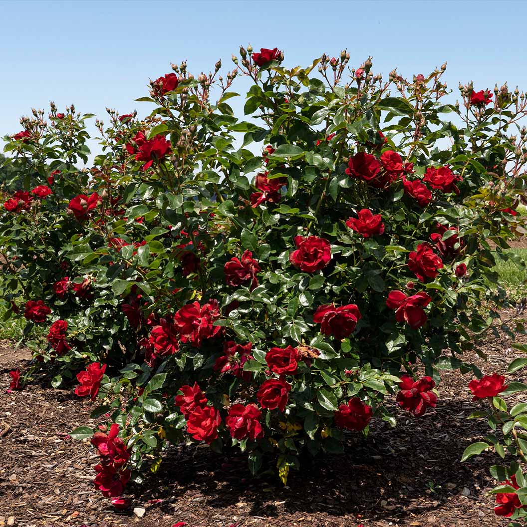 Bloomables® Brick House® Red Rose - Image 4
