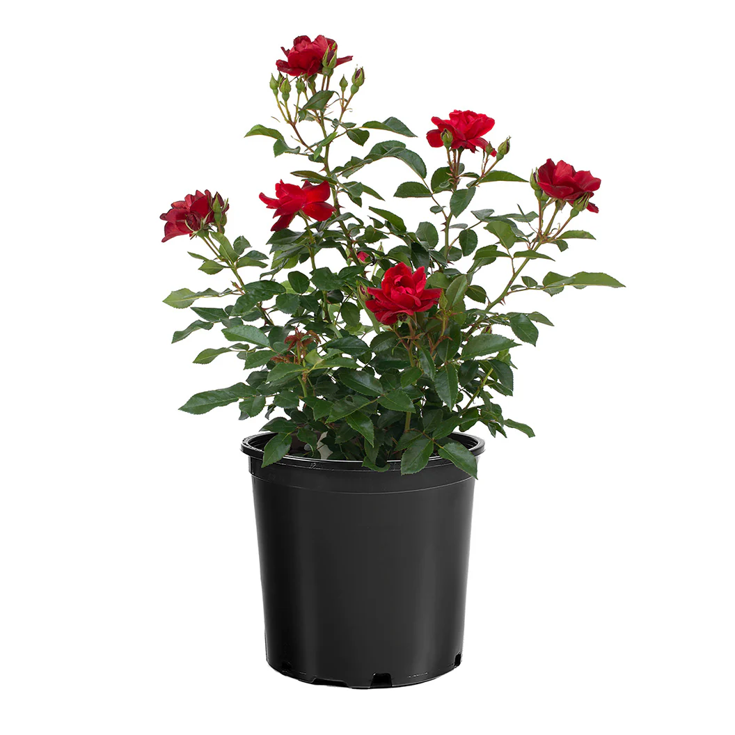 Bloomables® Brick House® Red Rose - Image 5