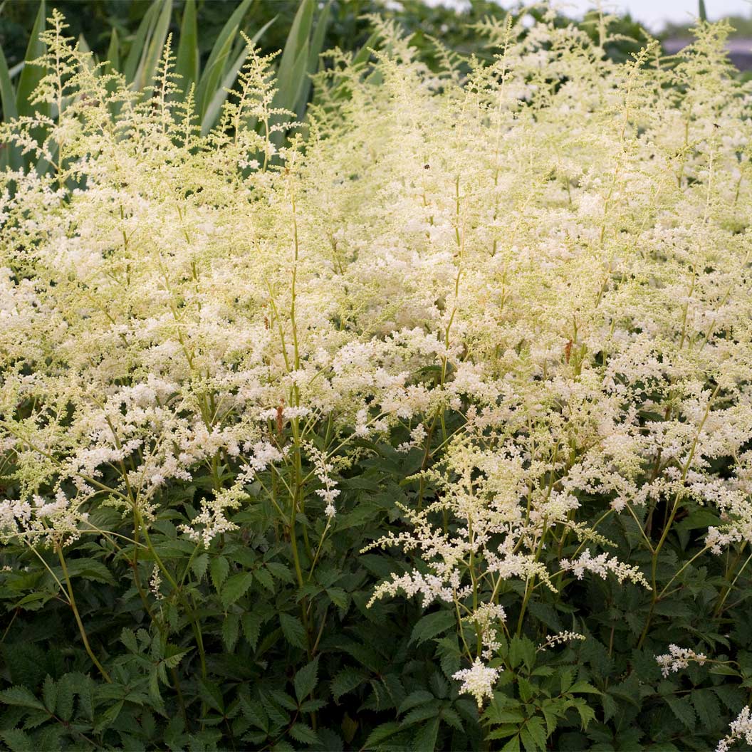 Bridal Veil® Astilbe Plant - Image 2