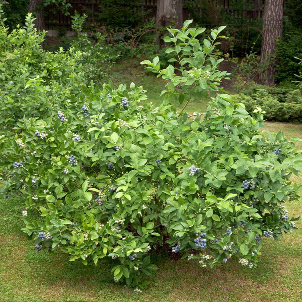Brightwell Blueberry Bush - Image 3