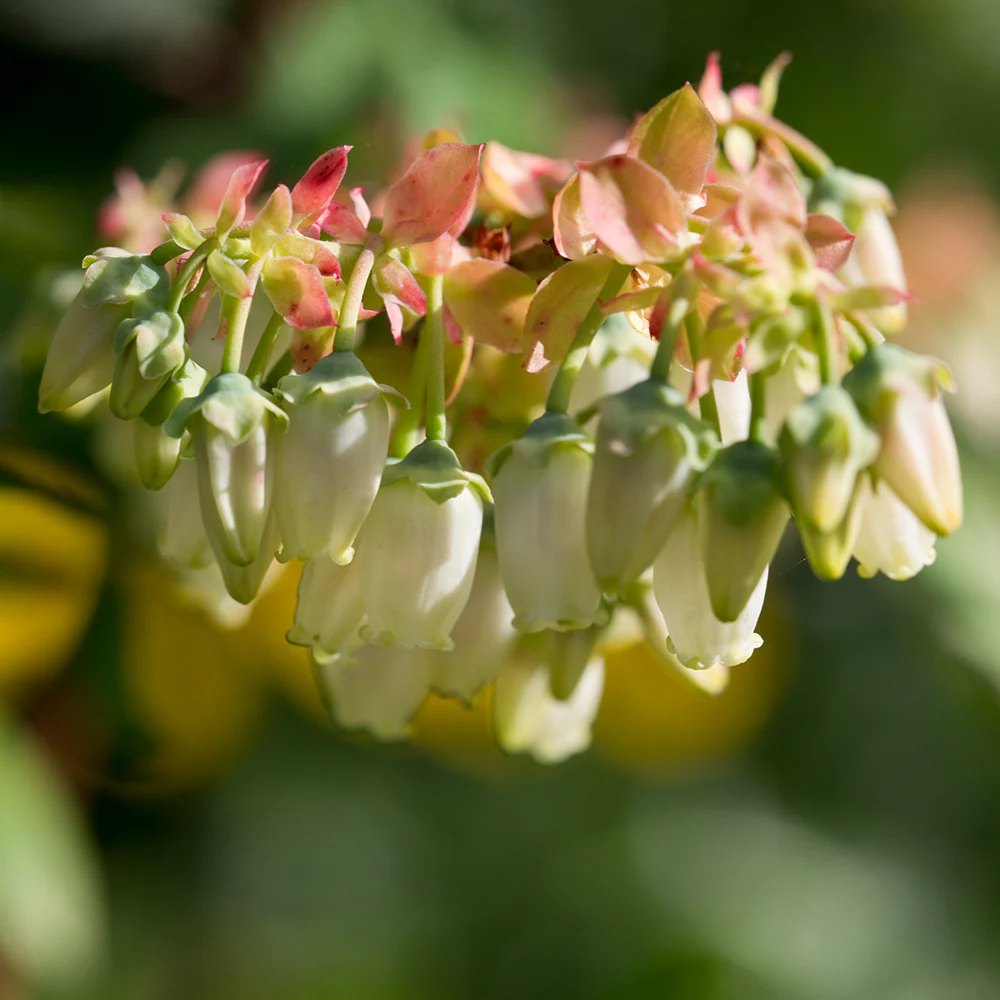 Brightwell Blueberry Bush - Image 4