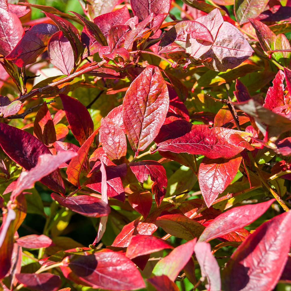 Brightwell Blueberry Bush - Image 6