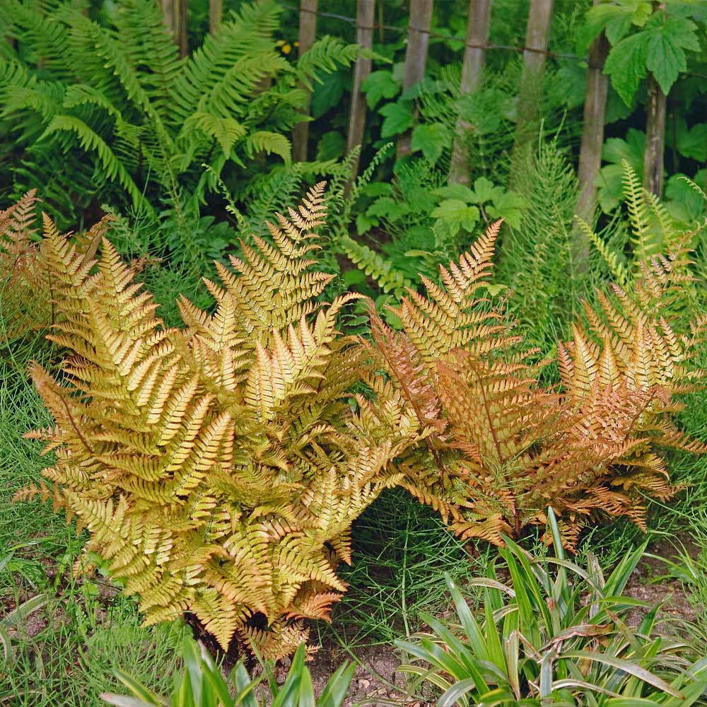 Brilliance Autumn Fern Plant - Image 2