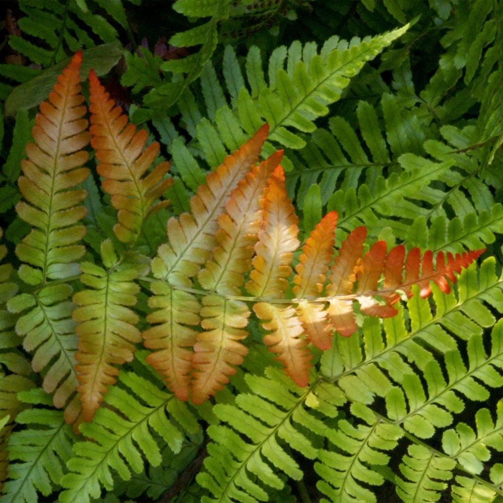 Brilliance Autumn Fern Plant - Image 3