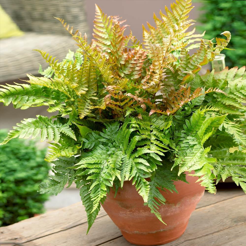 Brilliance Autumn Fern Plant - Image 4