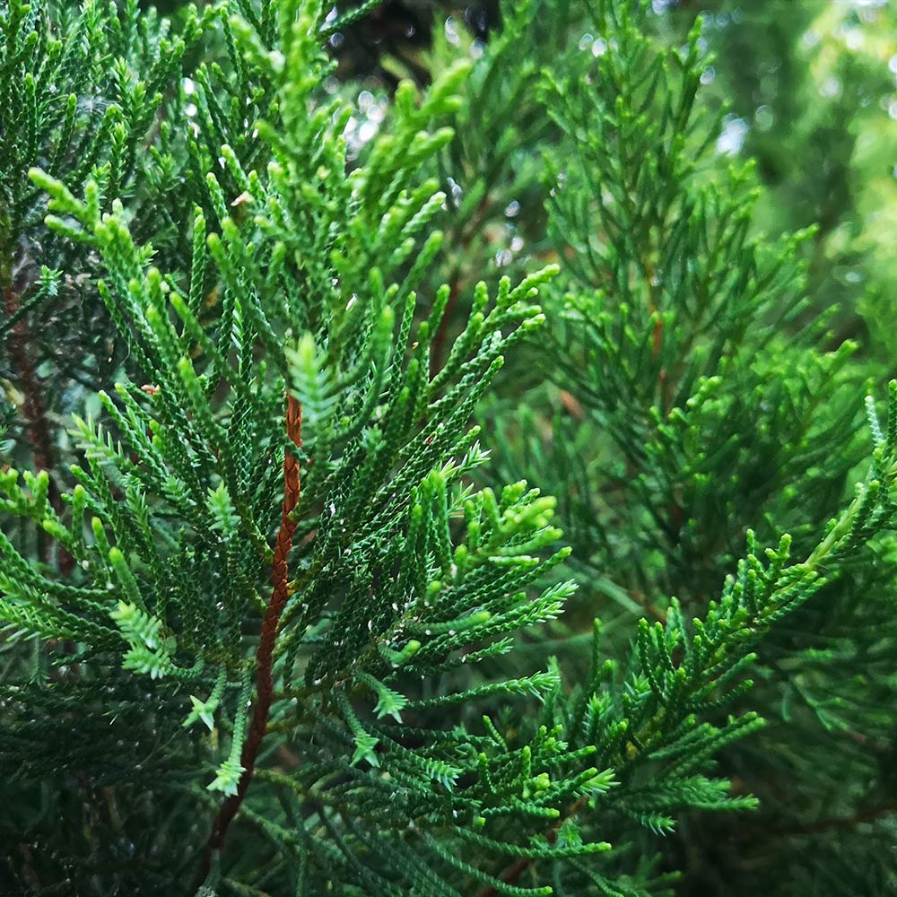 Brodie Eastern Red Cedar Tree - Image 3