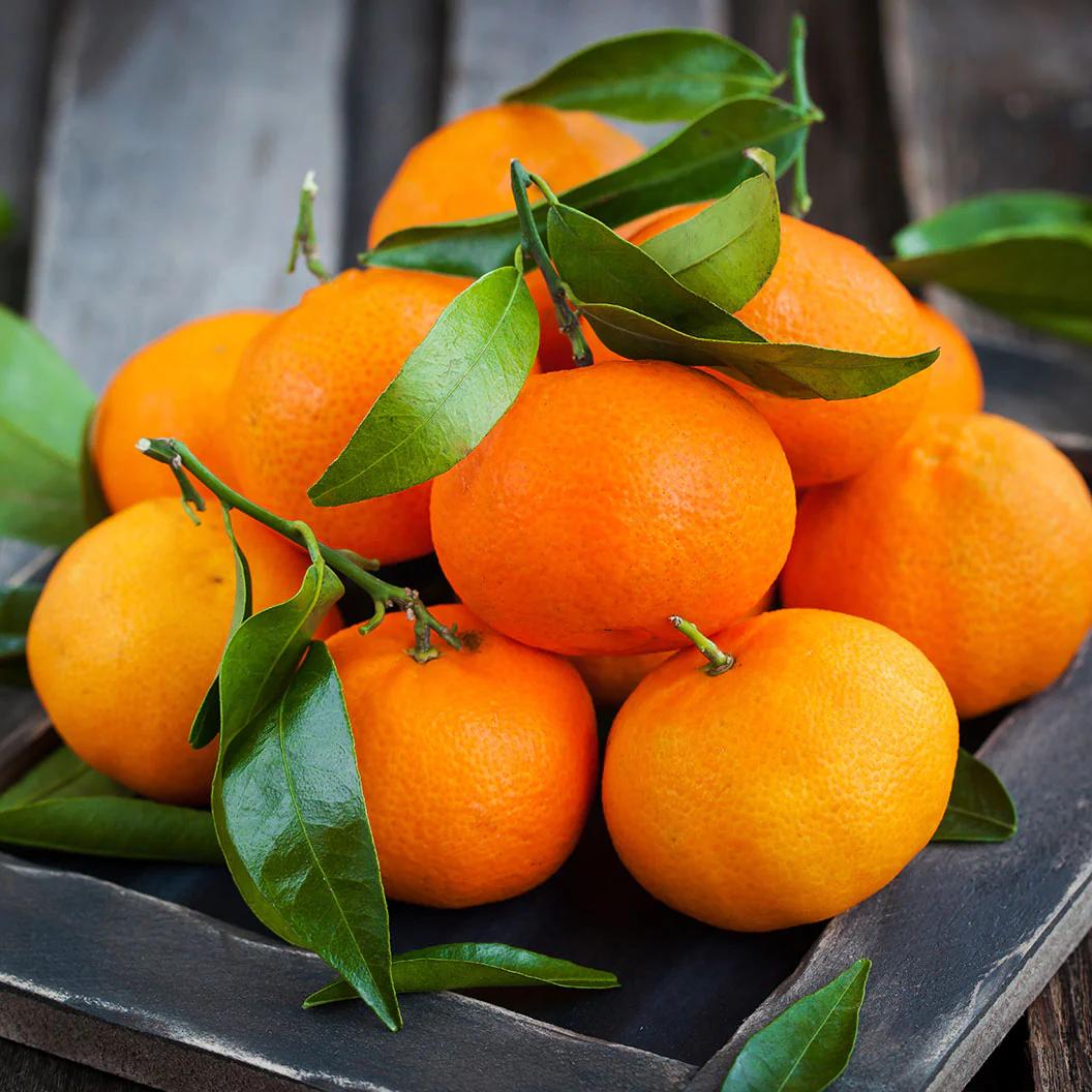 Brown Select Satsuma Tree - Image 2