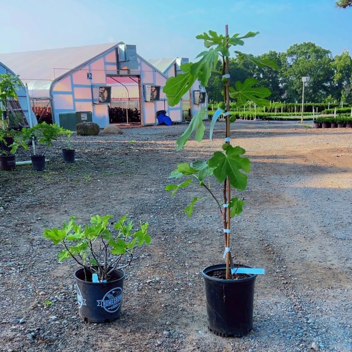Brown Turkey Fig Bush - Image 4