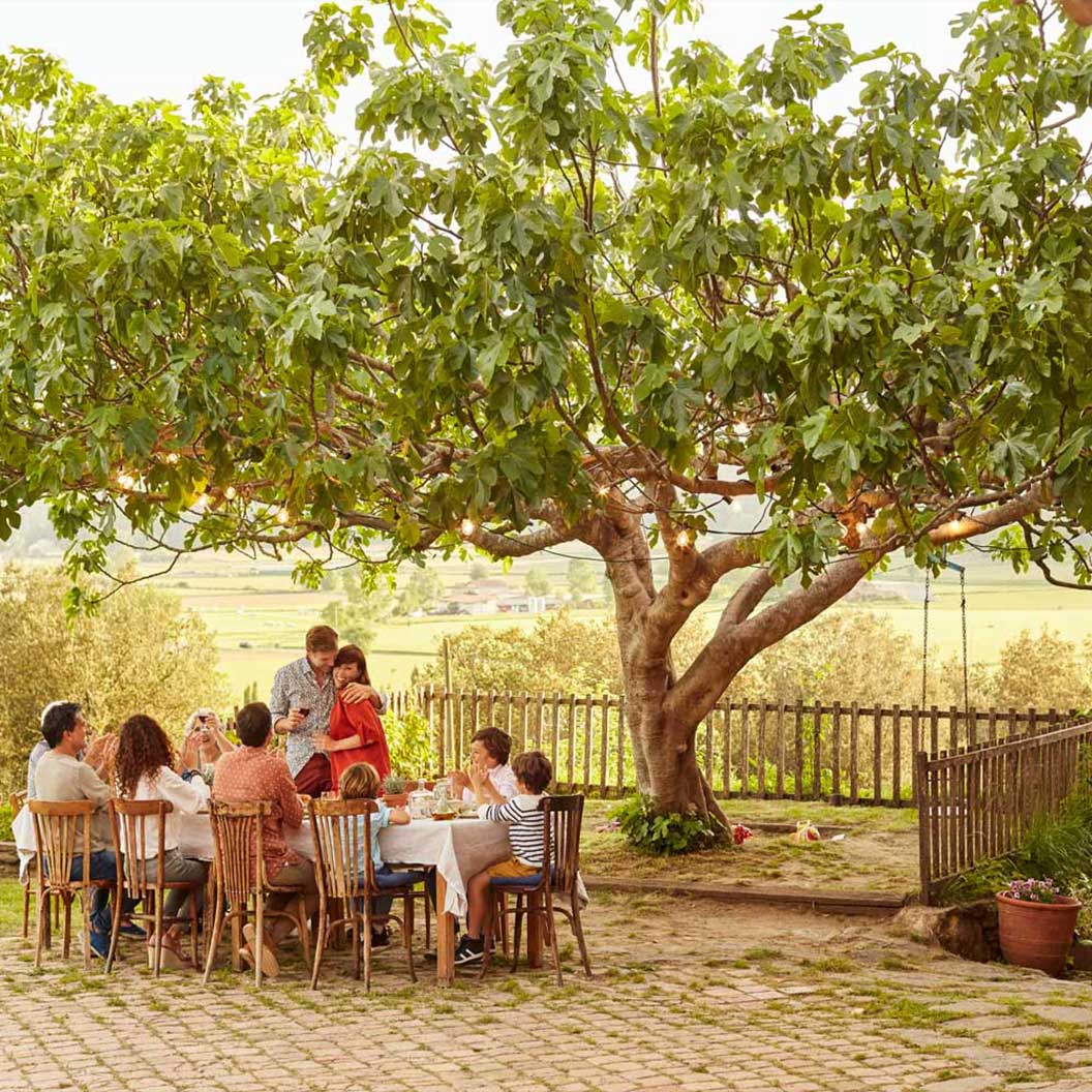 Brown Turkey Fig Tree - Image 2