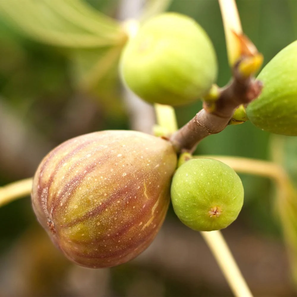 Brown Turkey Fig Tree - Image 3