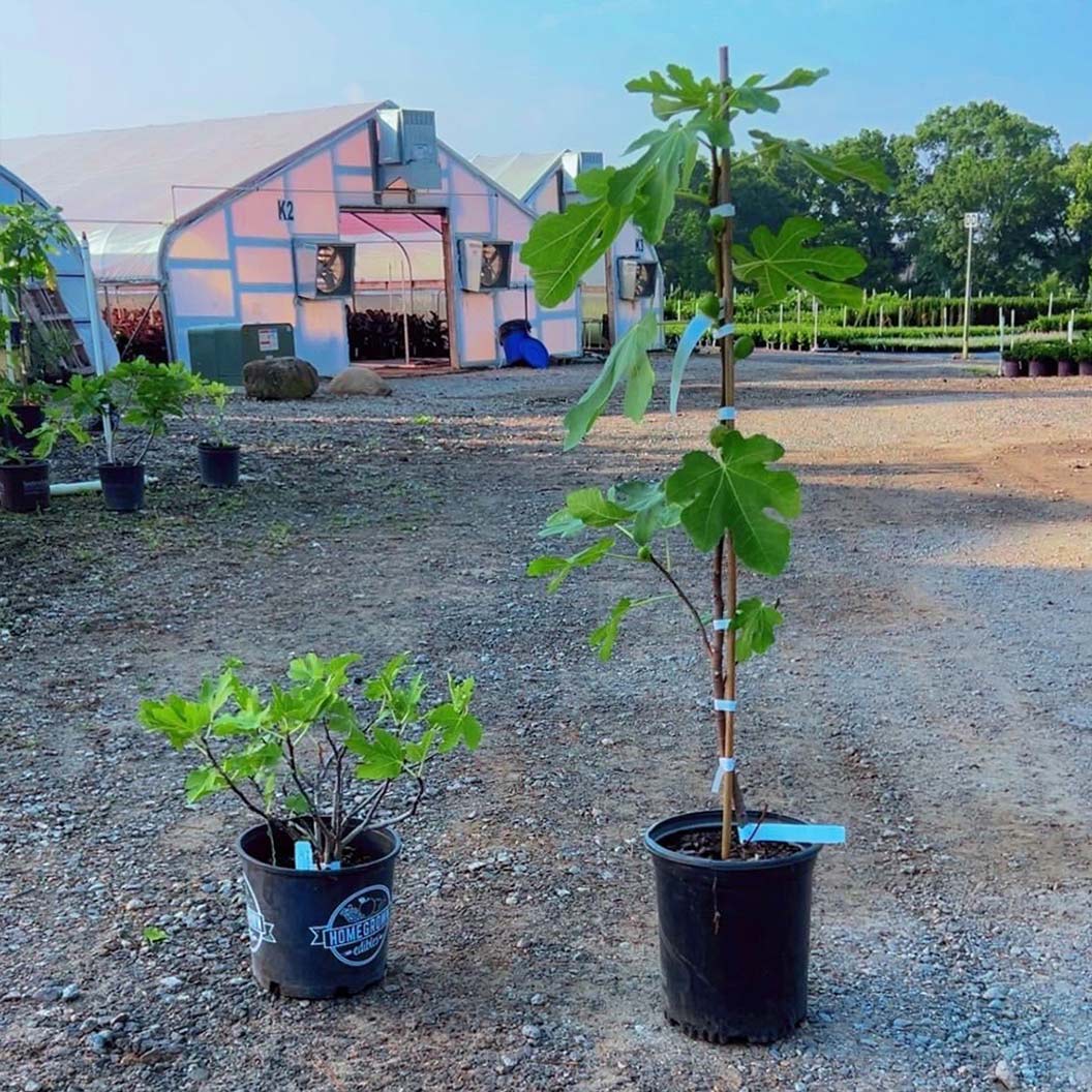 Brown Turkey Fig Tree - Image 4