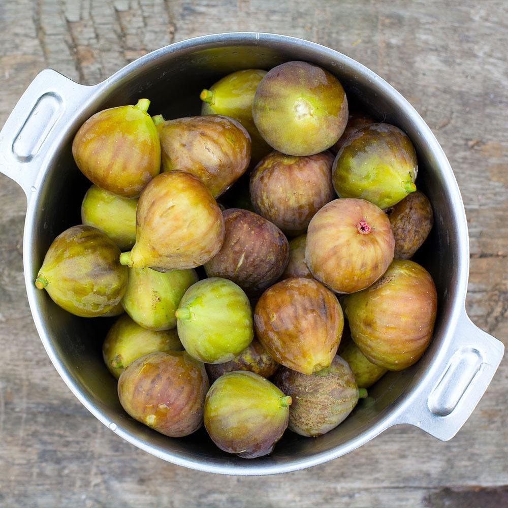 Brown Turkey Fig Tree - Image 5
