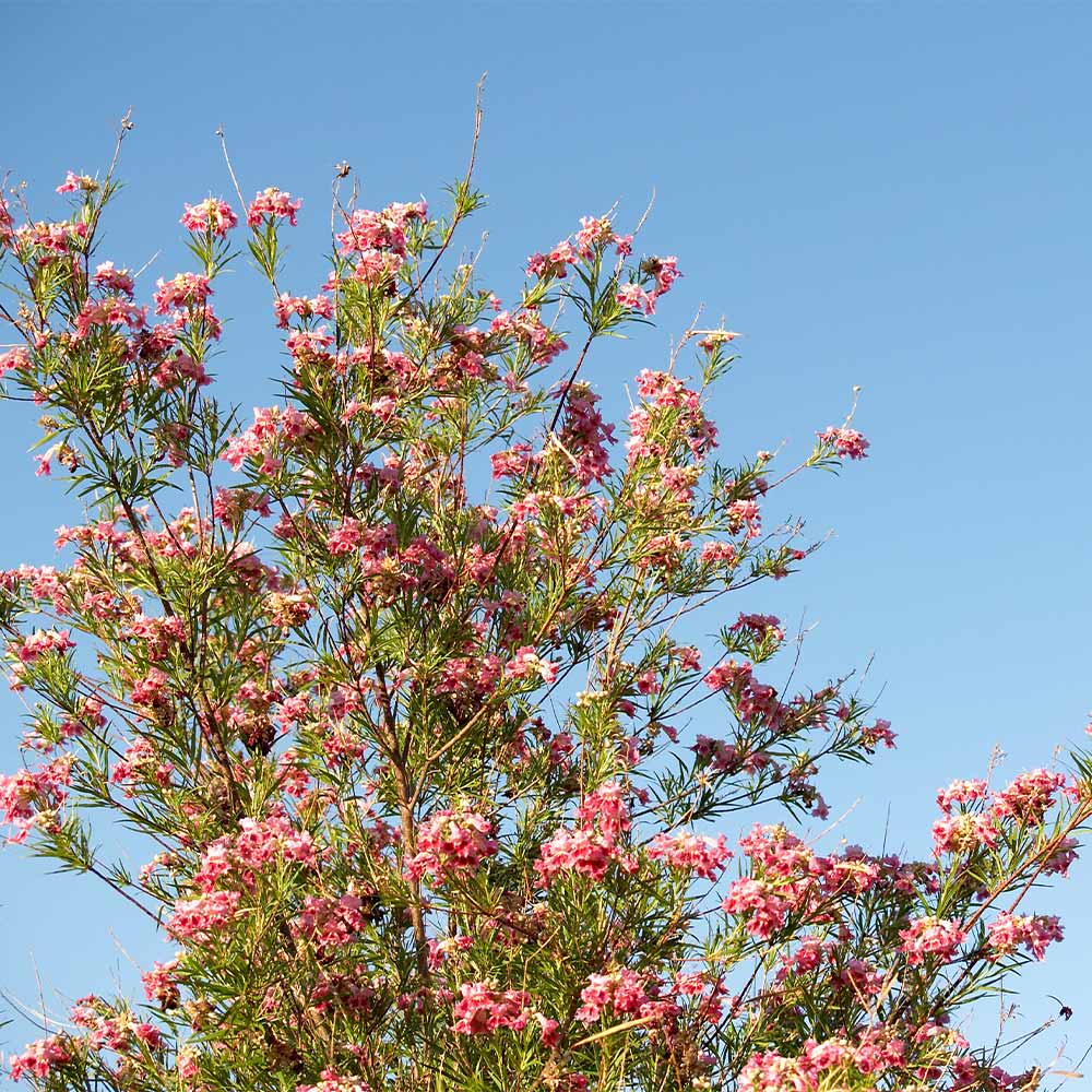 Bubba Desert Willow - Image 2