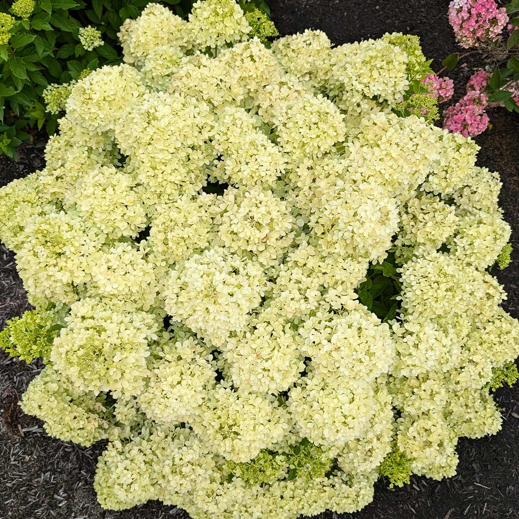 Bubble Bath™ Hardy Panicle Hydrangea Shrub - Image 2