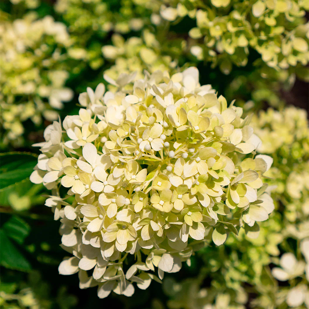 Bubble Bath™ Hardy Panicle Hydrangea Shrub - Image 3