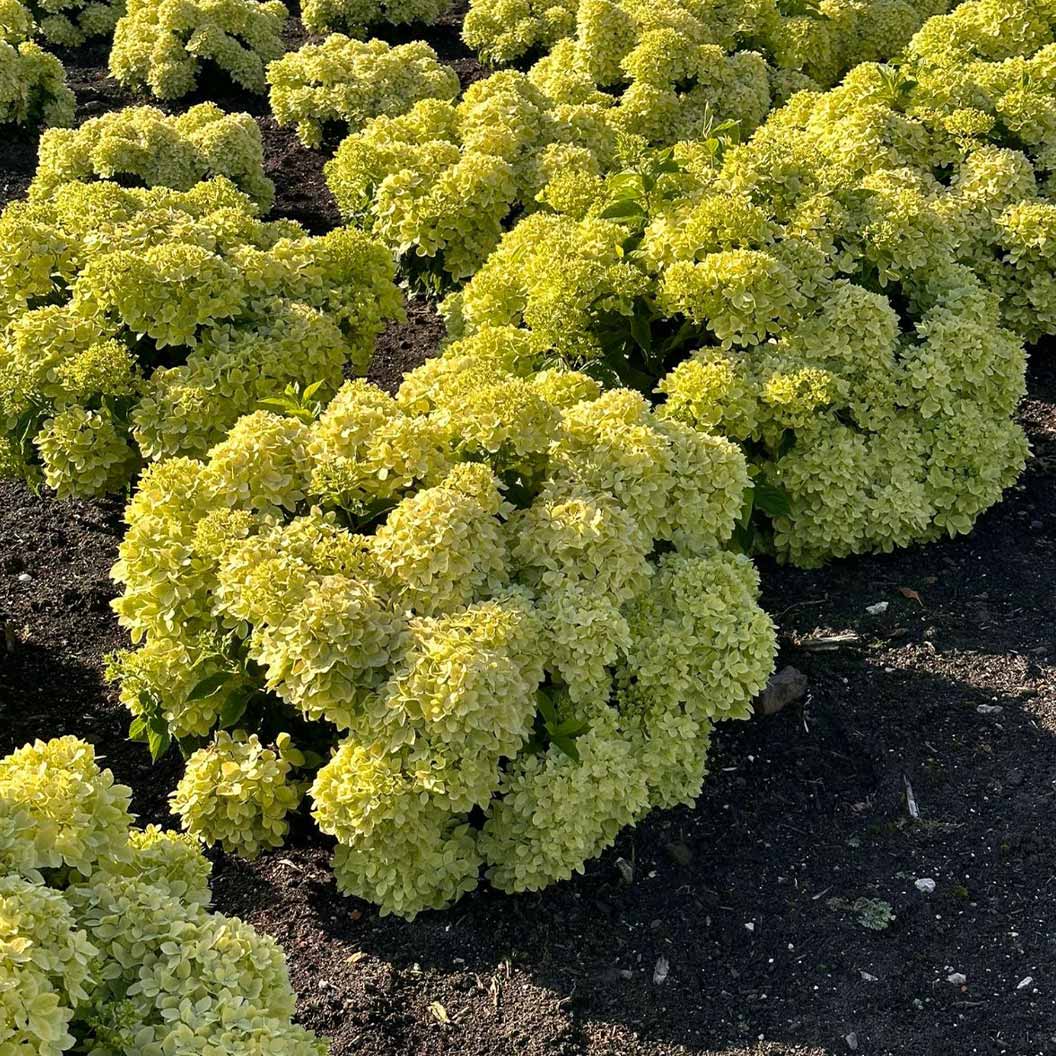 Bubble Bath™ Hardy Panicle Hydrangea Shrub - Image 4