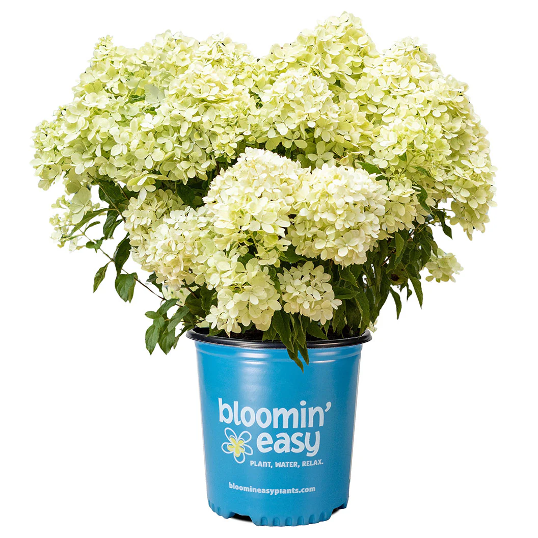 Bubble Bath™ Hardy Panicle Hydrangea Shrub - Image 5