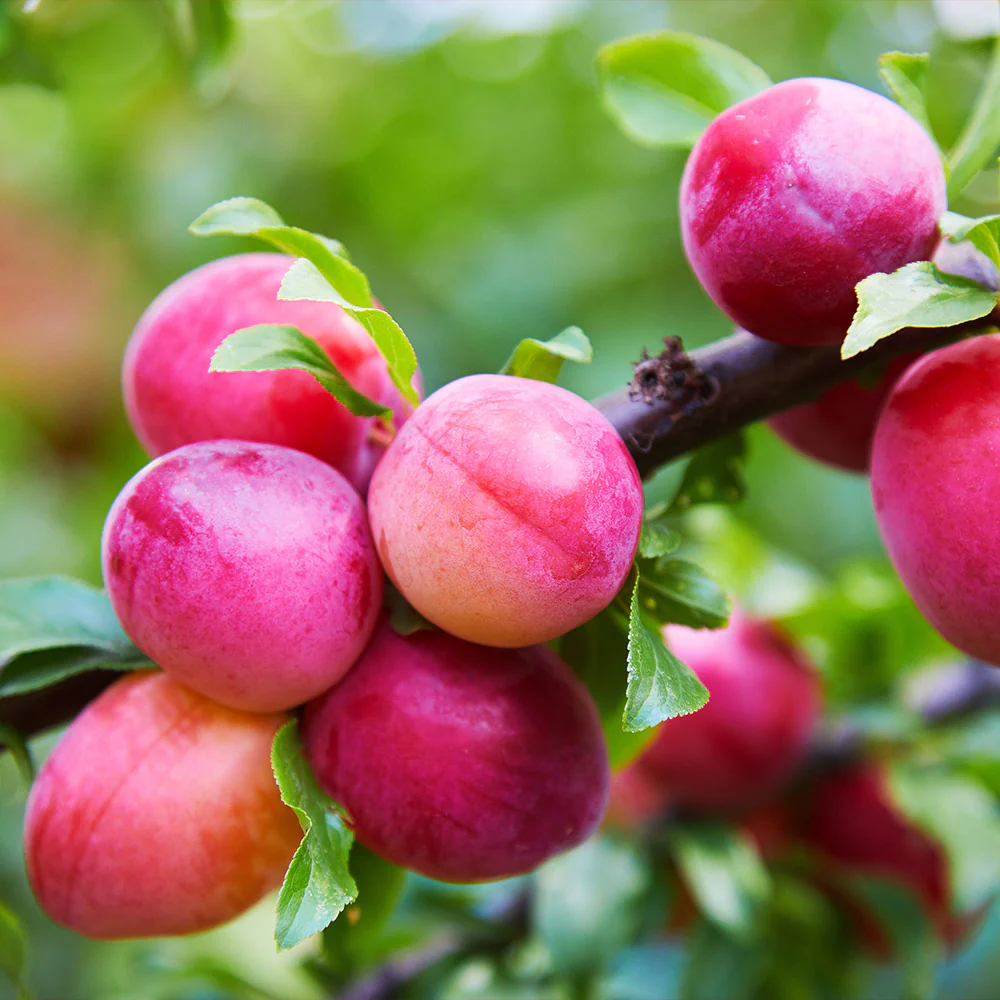 Bubblegum 'Toka' Plum Tree - Image 2