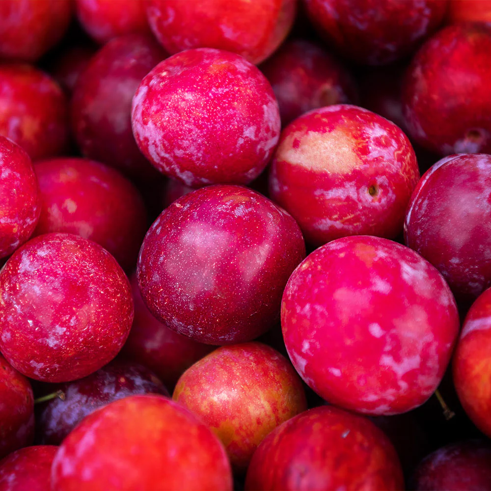 Bubblegum 'Toka' Plum Tree - Image 3