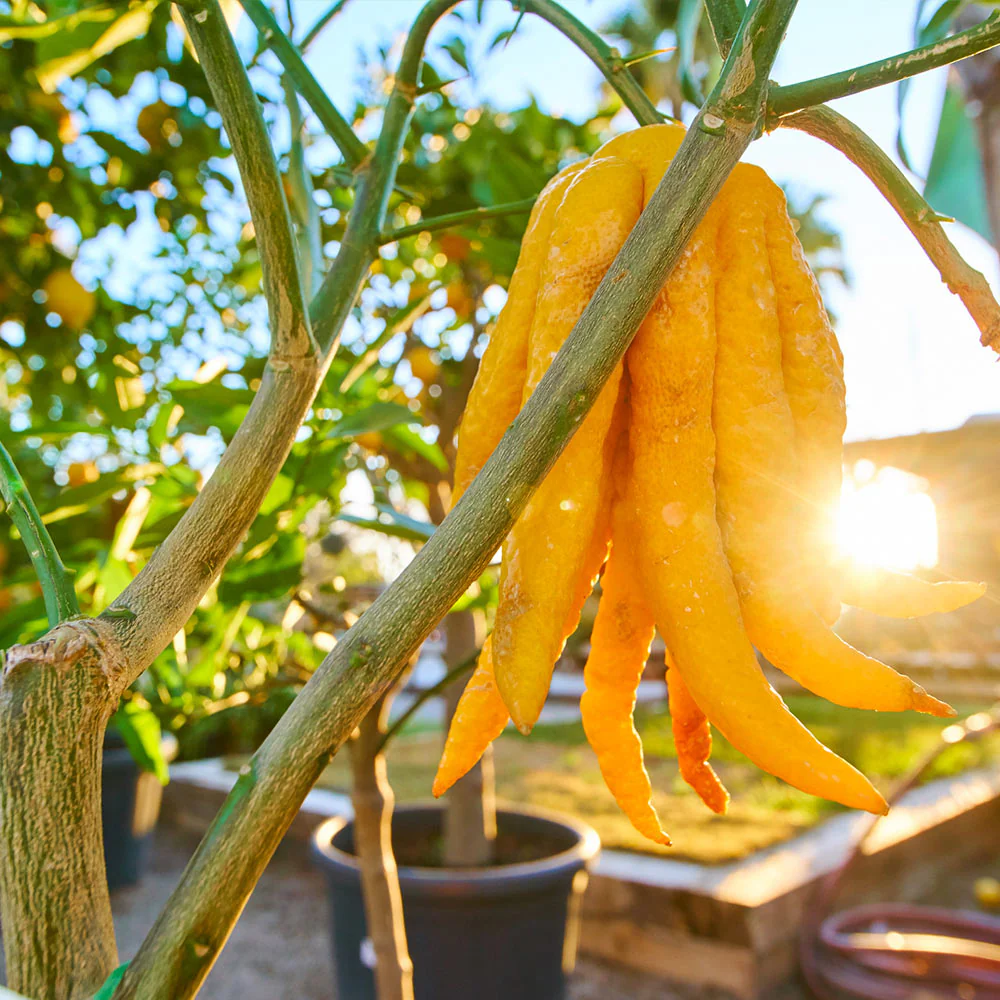Buddha's Hand Citron - Image 3