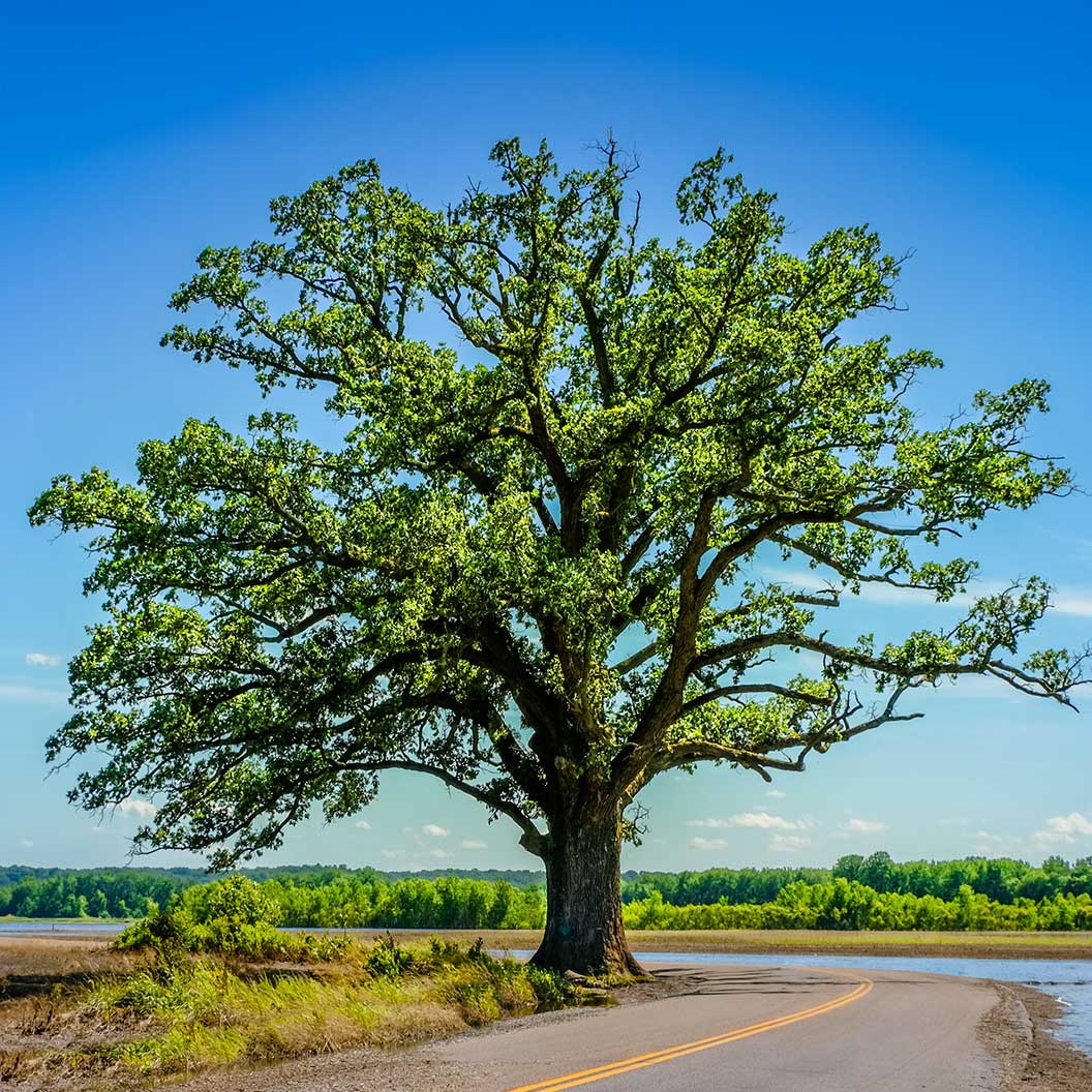 Bur Oak Tree - Image 2