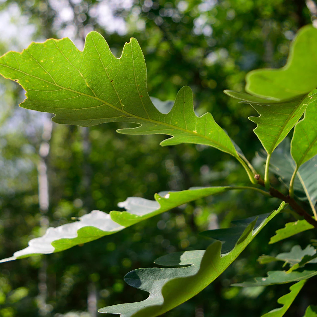 Bur Oak Tree - Image 3