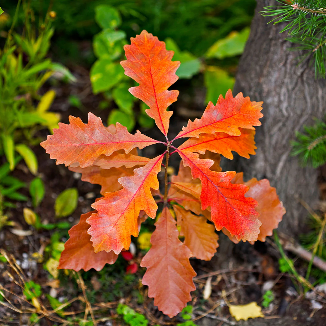 Bur Oak Tree - Image 4