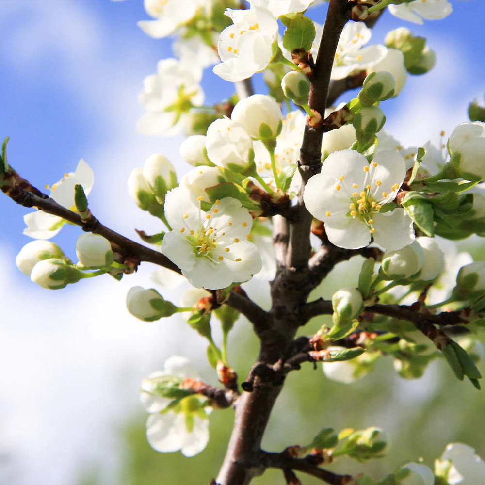 Burgundy Plum Tree California - Image 3