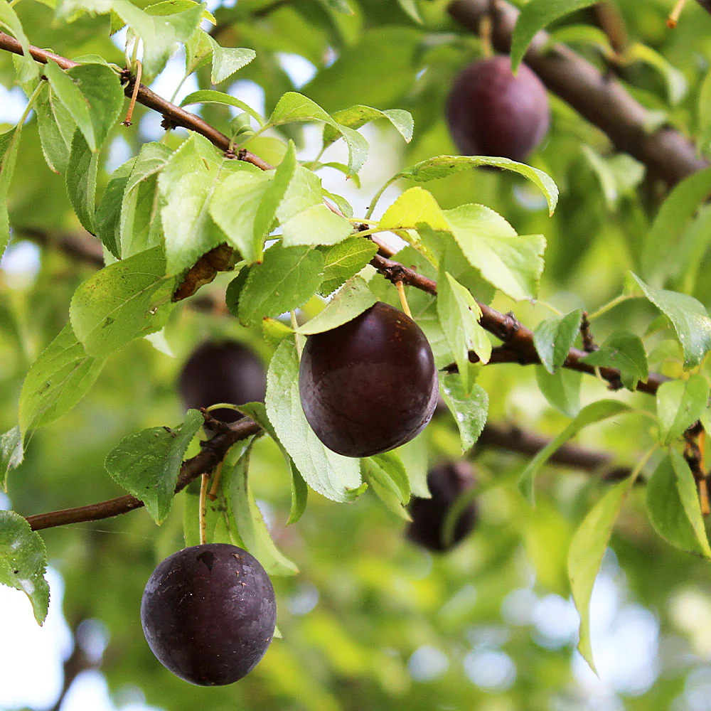 Burgundy Plum Tree California - Image 4
