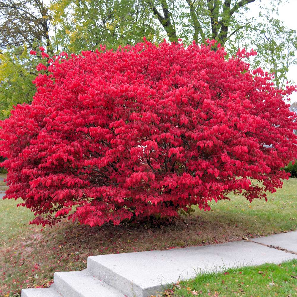 Dwarf Burning Bush - Image 3