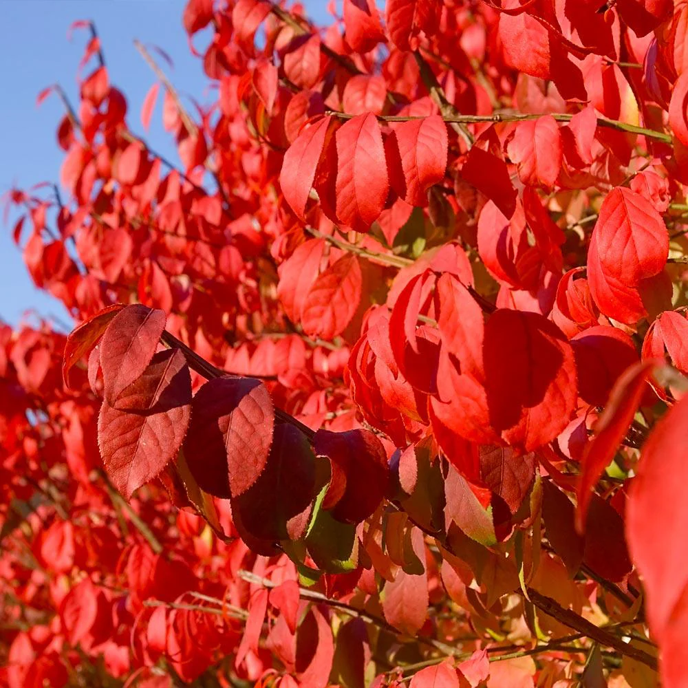 Dwarf Burning Bush - Image 4