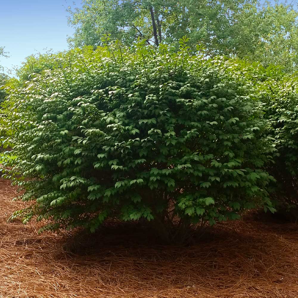 Dwarf Burning Bush - Image 5