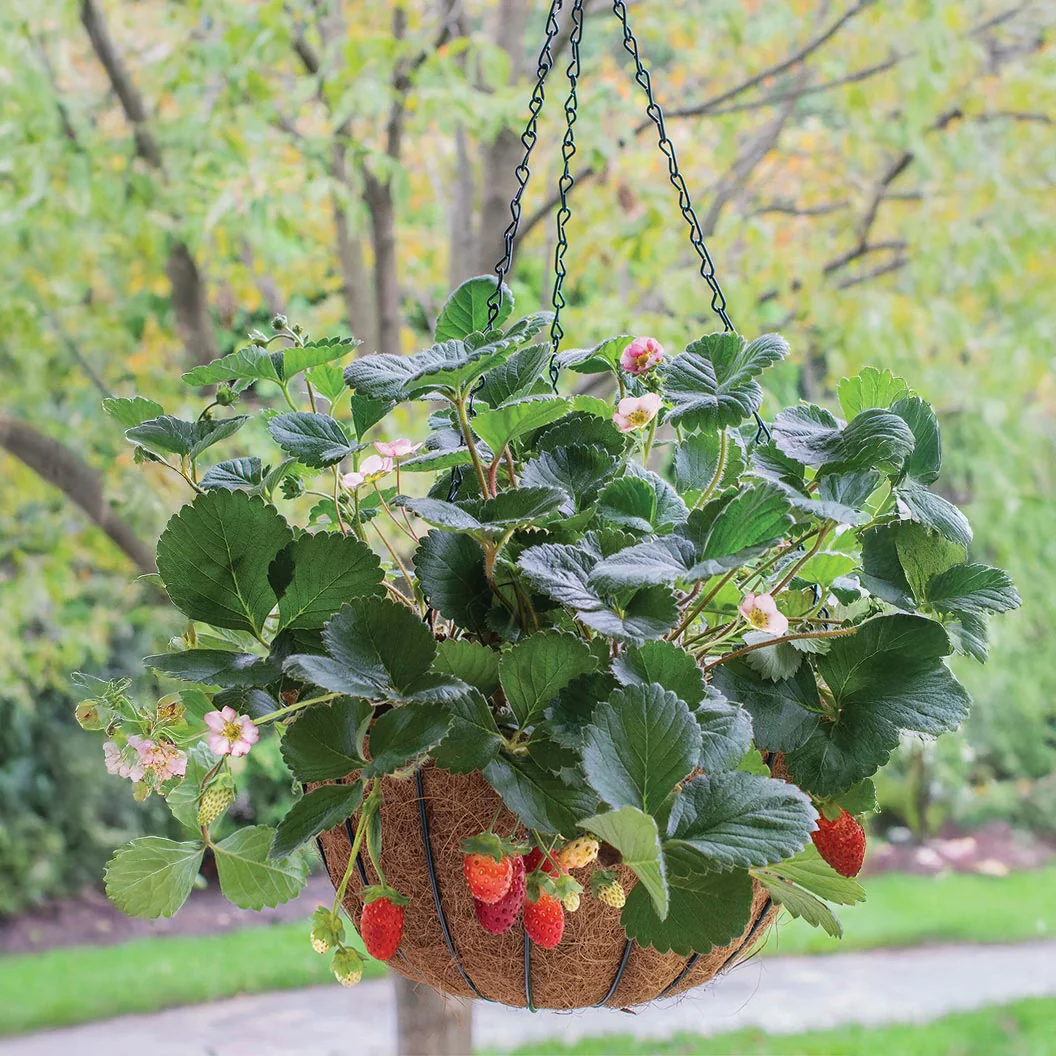 Bushel and Berry® Rosy Belle™ Strawberry Bush - Image 2