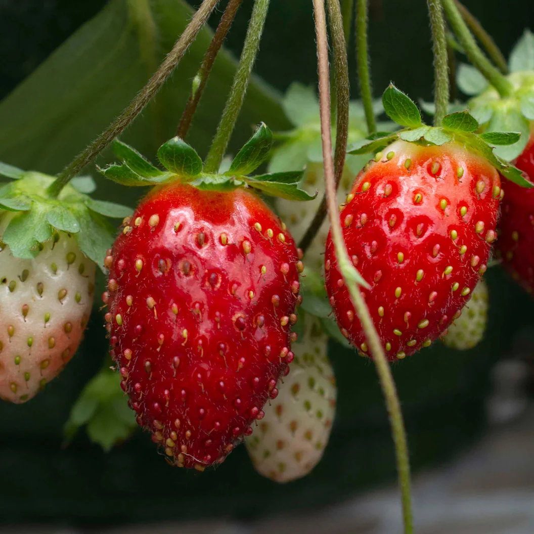 Bushel and Berry® Rosy Belle™ Strawberry Bush - Image 3