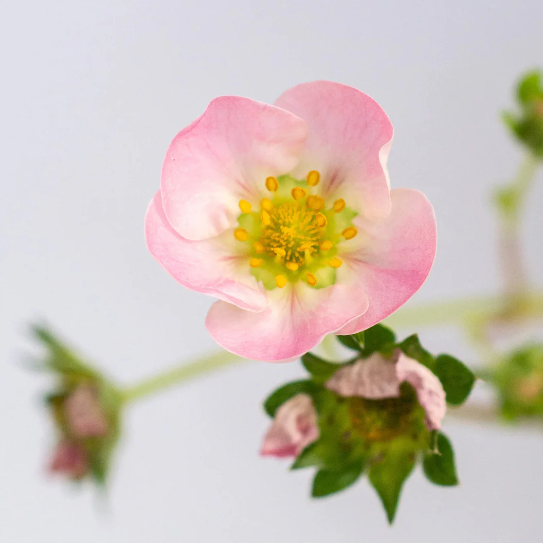Bushel and Berry® Rosy Belle™ Strawberry Bush - Image 4