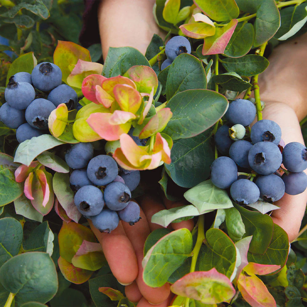 Bushel and Berry® Peach Sorbet™ Blueberry Bush - Image 3