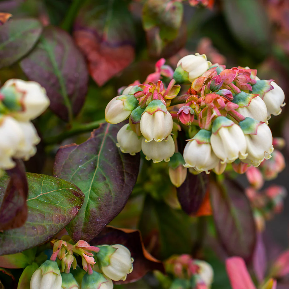 Bushel and Berry® Peach Sorbet™ Blueberry Bush - Image 5