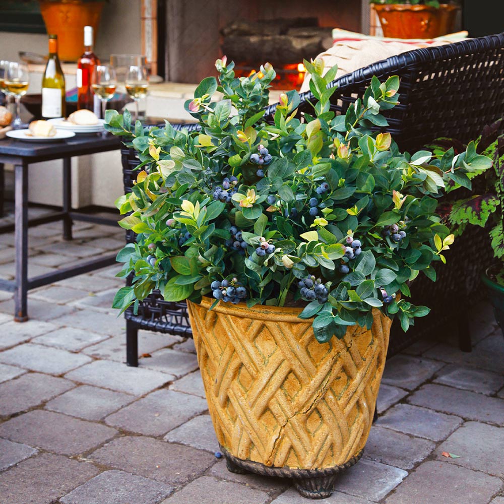 Bushel and Berry® Peach Sorbet™ Blueberry Bush - Image 6